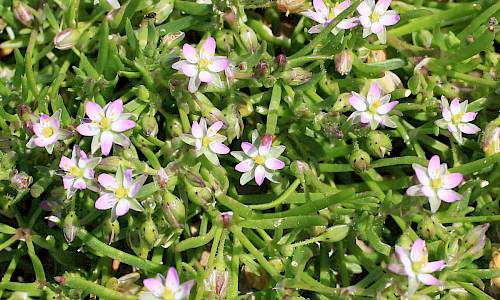 Foto: Stefan Svenaeus