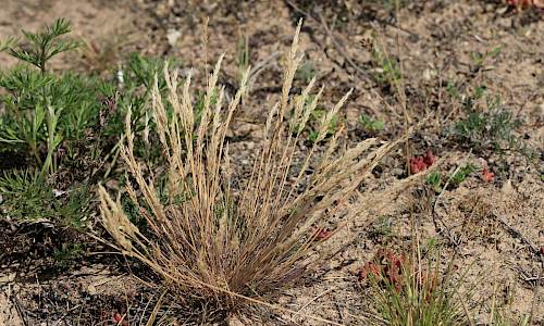 Foto: Stefan Svenaeus