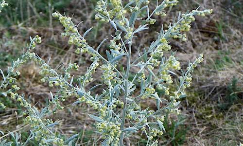 Foto: Stefan Svenaeus