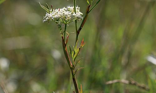 Foto: Stefan Svenaeus