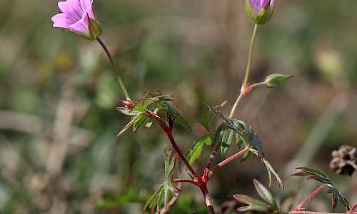Foto: Stefan Svenaeus