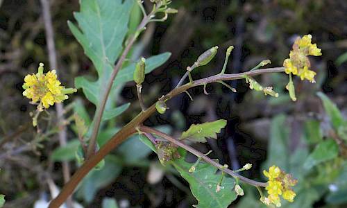 Foto: Stefan Svenaeus