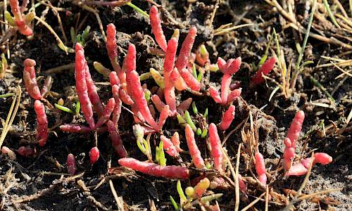 Foto: Stefan Svenaeus