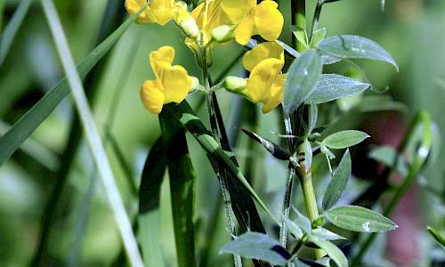 Foto: Stefan Svenaeus