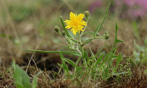 Foto: Stefan Svenaeus