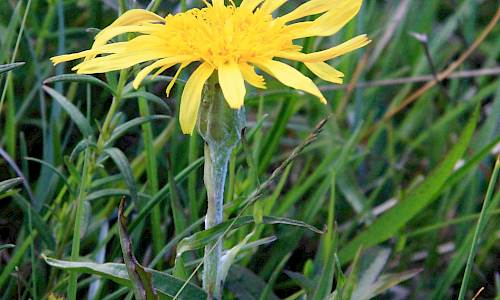 Foto: Stefan Svenaeus