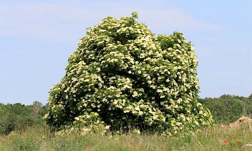 Foto: Stefan Svenaeus