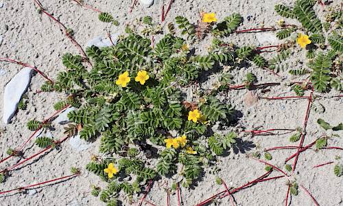 Foto: Stefan Svenaeus