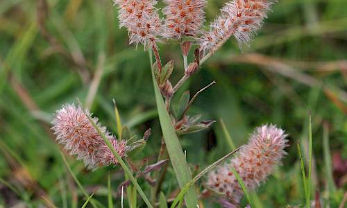 Foto: Stefan Svenaeus