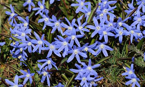 Foto: Stefan Svenaeus