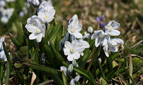 Foto: Stefan Svenaeus