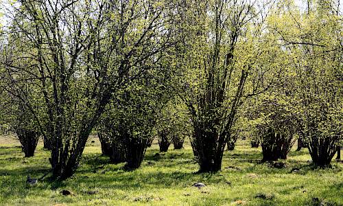 Foto: Stefan Svenaeus