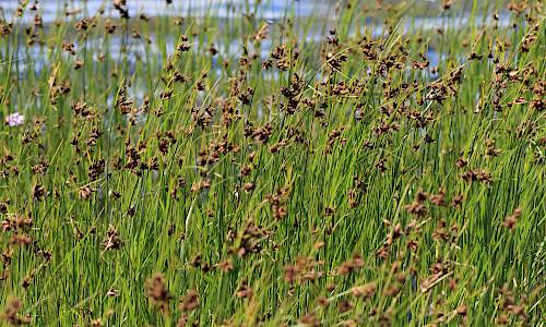 Foto: Stefan Svenaeus