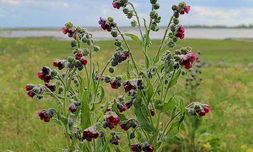Foto: Stefan Svenaeus
