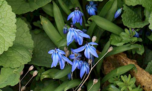 Foto: Stefan Svenaeus