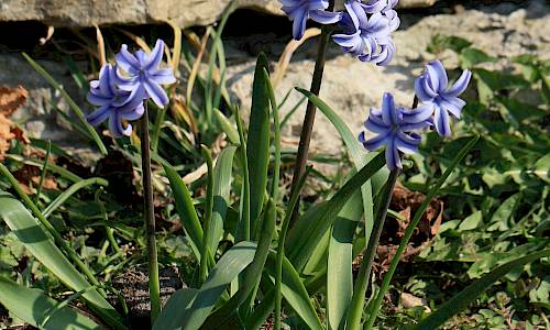 Foto: Stefan Svenaeus