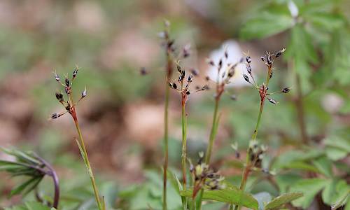 Foto: Stefan Svenaeus