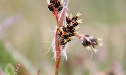 Foto: Stefan Svenaeus
