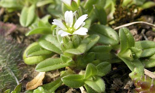 Foto: Stefan Svenaeus