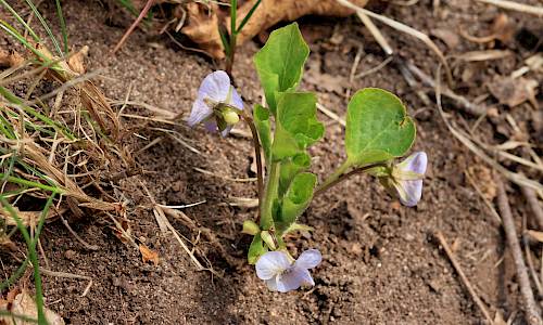 Foto: Stefan Svenaeus