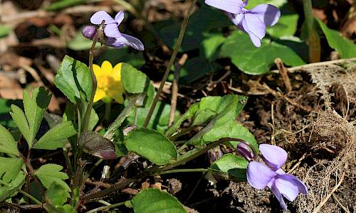 Foto: Stefan Svenaeus