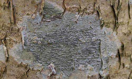 Foto: Stefan Svenaeus