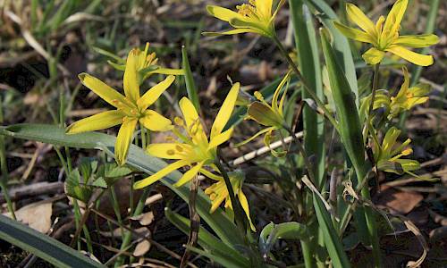 Foto: Stefan Svenaeus