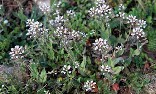 Foto: Stefan Svenaeus