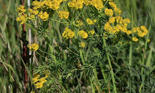 Foto: Stefan Svenaeus