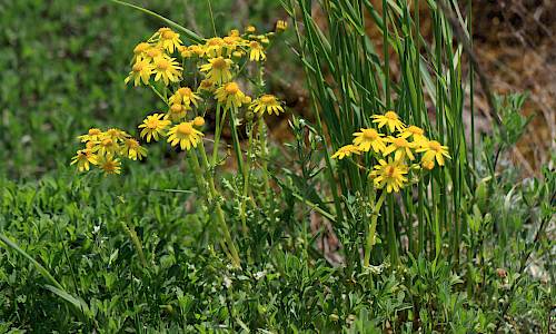 Foto: Stefan Svenaeus