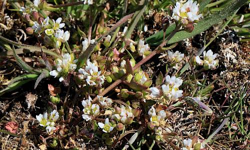 Foto: Stefan Svenaeus