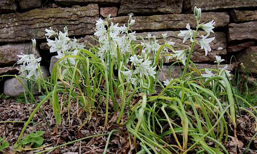 Foto: Stefan Svenaeus