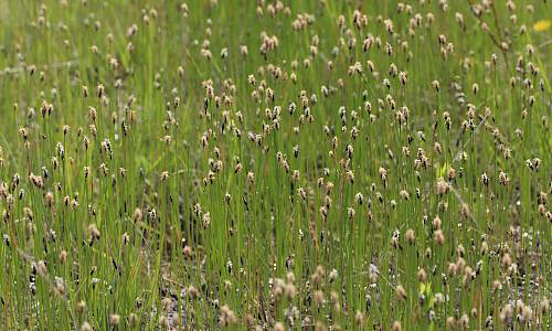 Foto: Stefan Svenaeus