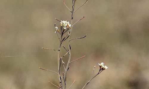 Foto: Stefan Svenaeus