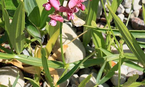 Foto: Stefan Svenaeus