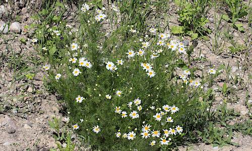 Foto: Stefan Svenaeus