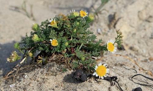 Foto: Stefan Svenaeus