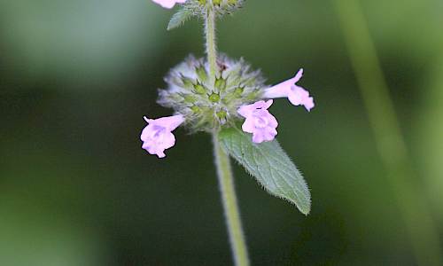 Foto: Stefan Svenaeus