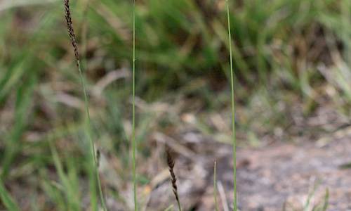 Foto: Stefan Svenaeus