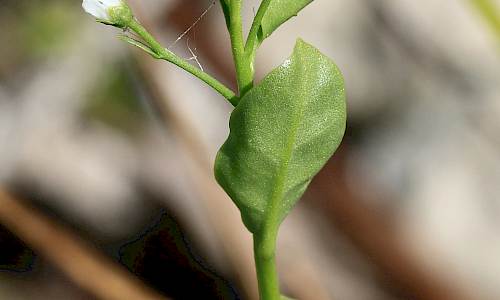Foto: Stefan Svenaeus