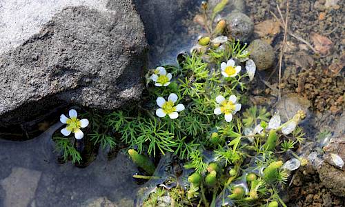 Foto: Stefan Svenaeus
