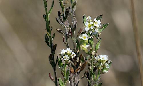 Foto: Stefan Svenaeus