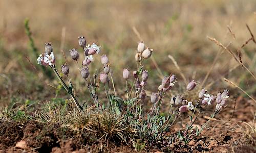 Foto: Stefan Svenaeus