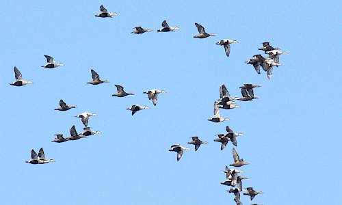Ejder Foto: Stefan Svenaeus