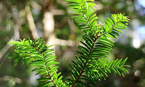 Foto: Stefan Svenaeus