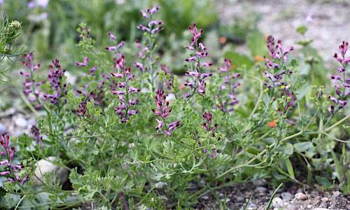 Foto: Stefan Svenaeus