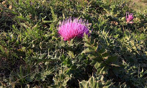 Foto: Stefan Svenaeus