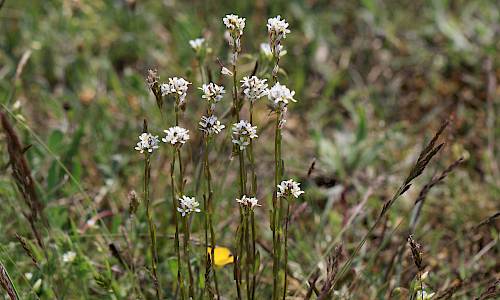 Foto: Stefan Svenaeus