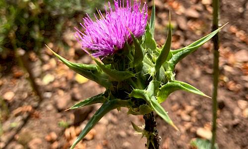 Foto: Stefan Svenaeus