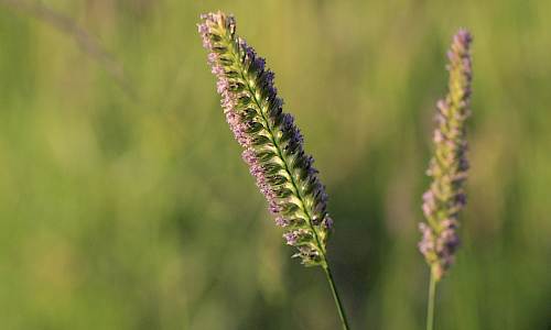 Foto: Stefan Svenaeus